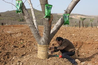 大树移栽图册 园林绿化工程施工指南