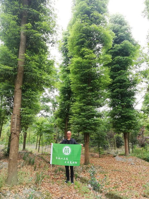 四川景秀园林绿化工程有限责任公司入驻苗木通，李志斌引领打造四川精品文物文化遗址保护服务